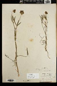 Trifolium willdenovii image