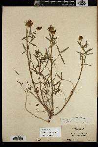 Trifolium willdenovii image