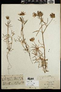 Trifolium willdenovii image