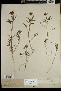 Trifolium willdenovii image