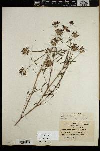 Trifolium willdenovii image