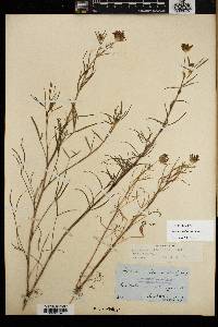 Trifolium willdenovii image