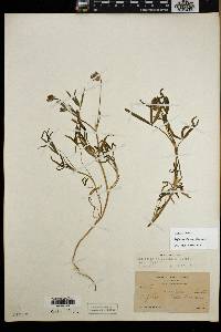 Trifolium willdenovii image