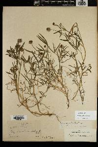 Trifolium willdenovii image