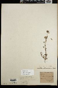 Trifolium willdenovii image
