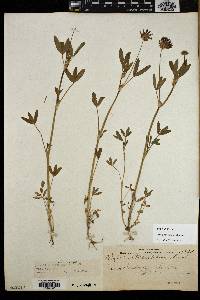 Trifolium willdenovii image