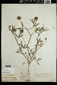Trifolium willdenovii image