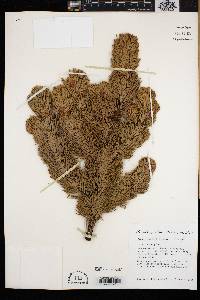 Pinus aristata image
