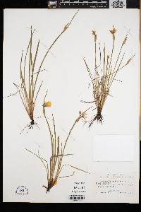 Sisyrinchium campestre image