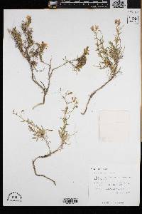 Gilia rigidula image