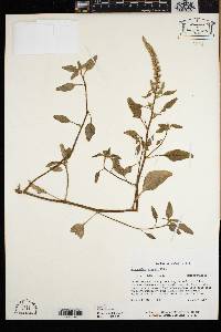 Amaranthus greggii image