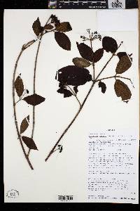 Viburnum hallii image