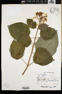Hydrangea arborescens var. arborescens image
