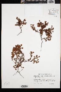 Ascyrum pumilum image