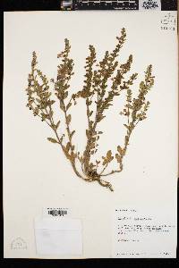 Scutellaria muriculata image