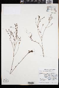 Hypericum dissimulatum image