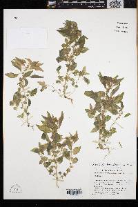 Parietaria pensylvanica image