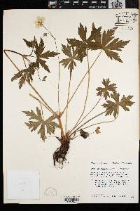 Geranium caespitosum image