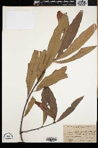 Quercus x heterophylla image
