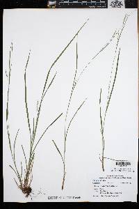 Carex aestivalis image