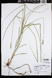 Carex aggregata image