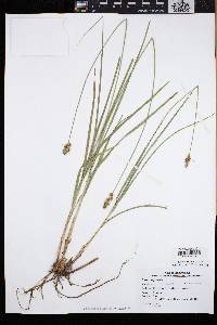 Carex aggregata image