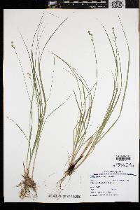 Carex atlantica subsp. atlantica image