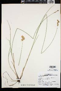 Carex bicknellii image