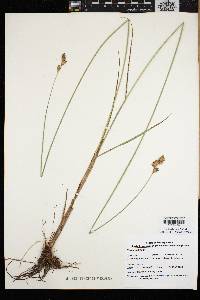 Carex bicknellii image