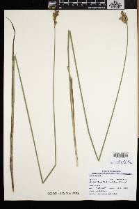 Carex bicknellii image