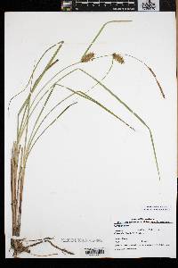 Carex bullata image