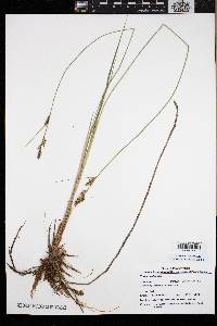 Carex buxbaumii image