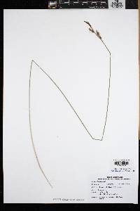 Carex buxbaumii image