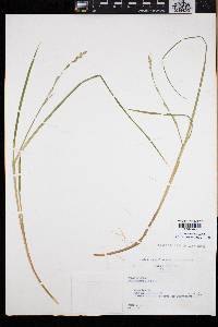 Carex canescens var. disjuncta image