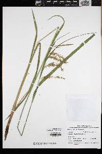 Carex crinita var. brevicrinis image