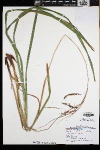Carex crinita var. brevicrinis image