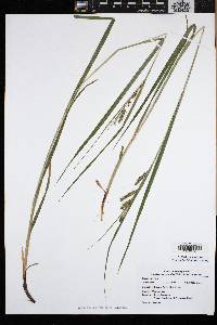 Carex davisii image