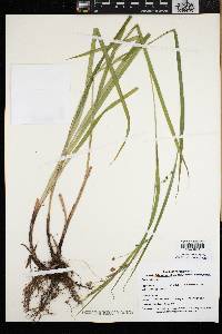 Carex davisii image