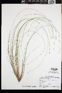 Carex echinata var. echinata image