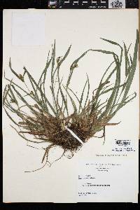 Carex glaucodea image