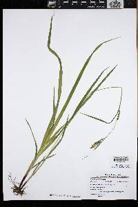 Carex gracilescens image