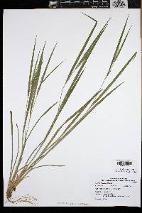 Carex hitchcockiana image