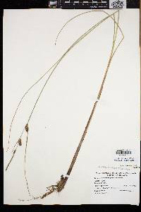 Carex lasiocarpa subsp. americana image