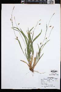 Carex laxiculmis var. laxiculmis image