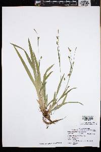 Carex laxiculmis image