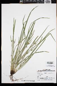 Carex jamesii image