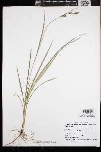 Carex meadii image
