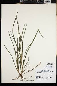 Carex polymorpha image