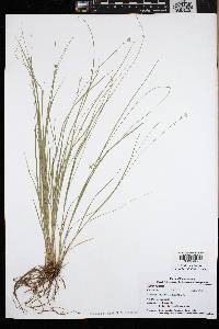 Carex radiata image