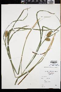 Carex squarrosa image